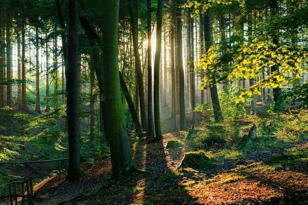 Sendero natural rodeado de árboles con luz suave
